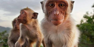 BAli Monkeys